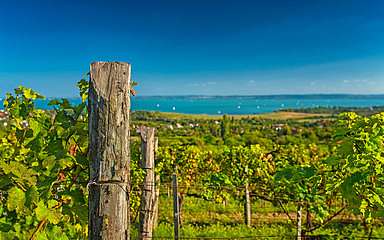 Szőlődomb a Balatonnál, 