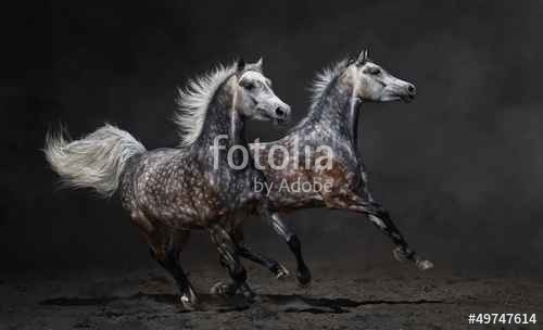 Két szürke arab lovak galoppanak sötét háttéren, Premium Kollekció