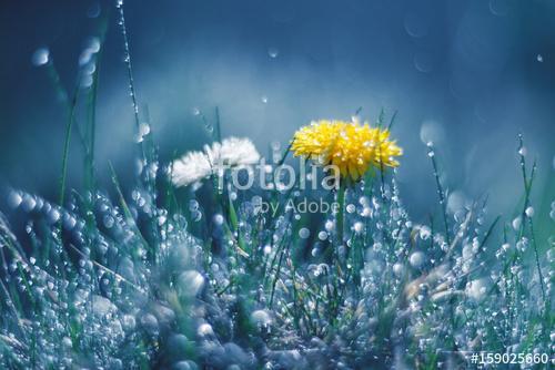 Dandelion and Daisy in the rain against a blue background. Beaut, Premium Kollekció
