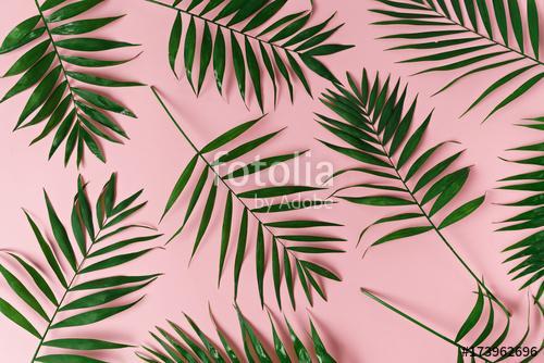 Pálmafa levelek pink háttérrel, Premium Kollekció