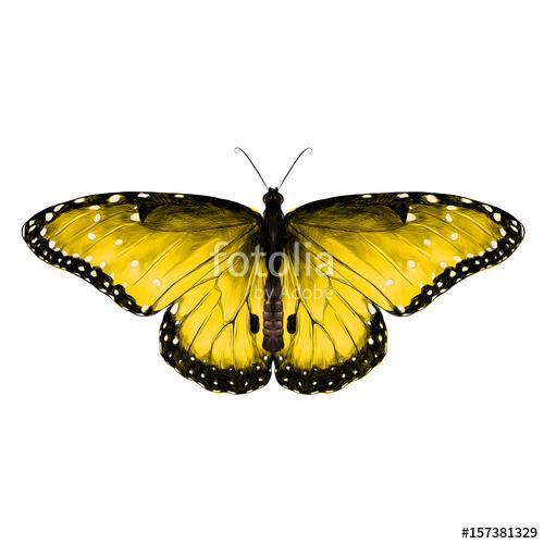 butterfly symmetric top view yellow with spots , sketch vector g, Premium Kollekció