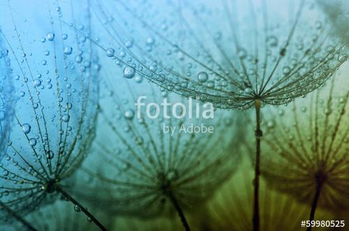 seeds with drops, Premium Kollekció