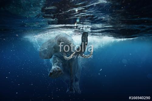 Swimming African Elephant Underwater. Big elephant in ocean with air bubbles and reflections on water surface., Premium Kollekció