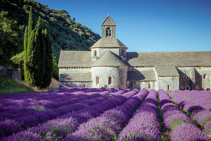 Levendula a régi Senanque-apátság előtt Provence-ban, Premium Kollekció