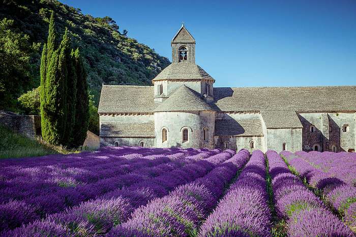 Levendula a régi Senanque-apátság előtt Provence-ban, Premium Kollekció