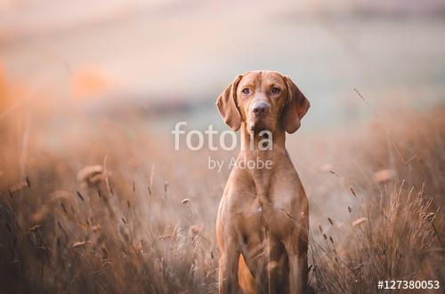 Magyar vizsla, Premium Kollekció