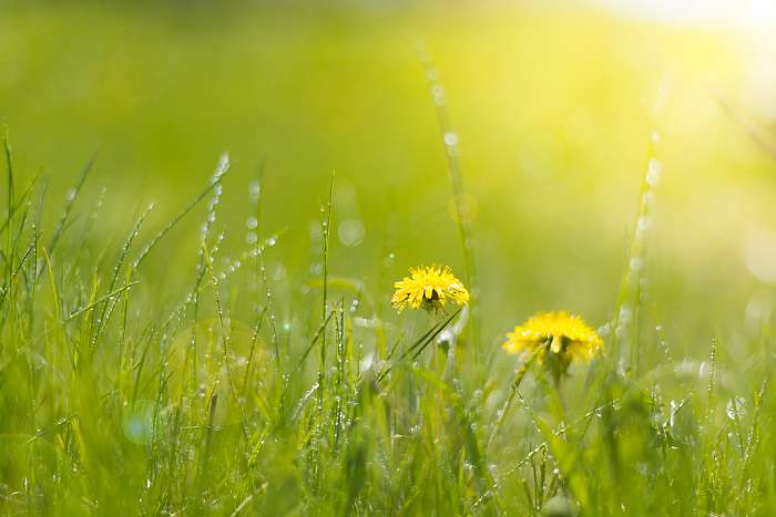 Two bright dandelion in wet grass in sun light. Grass after rain, Premium Kollekció