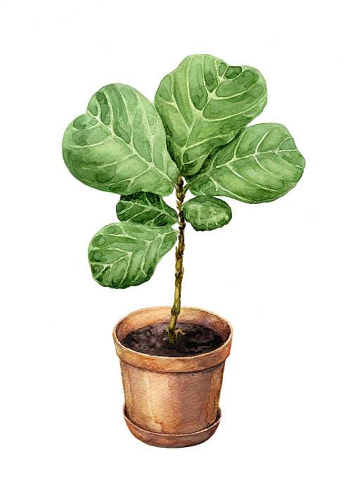 Ficus Lyre in clay flowerpot., Premium Kollekció
