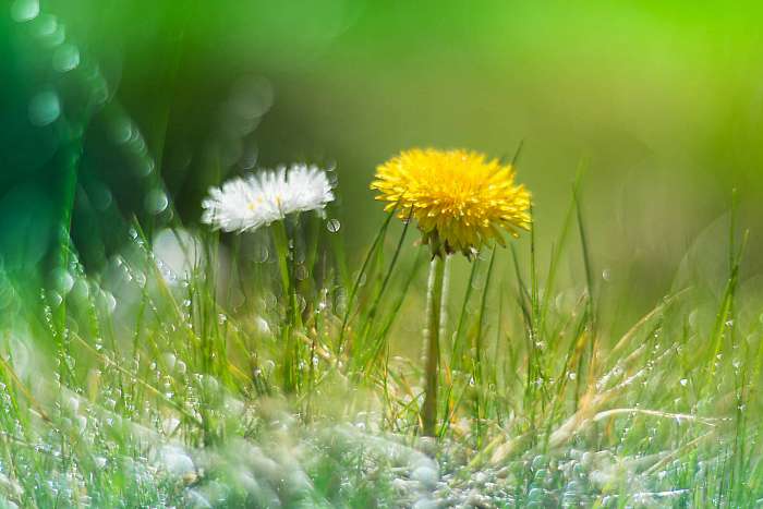 Dandelion and Daisy in the grass with the dew . Dandelion in the, Premium Kollekció