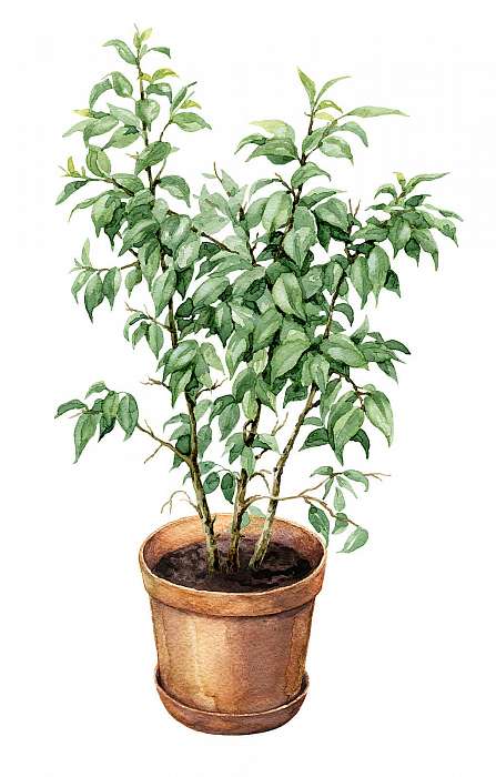 Ficus Benjamina in clay flowerpot., Premium Kollekció