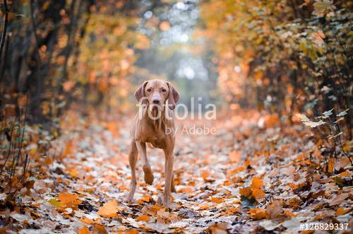 vizsla, Premium Kollekció