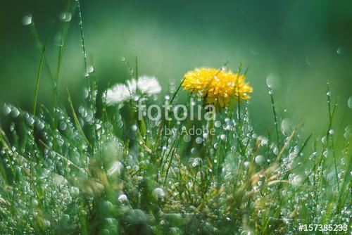 Dandelion and Daisy in the rain. Macro with beautiful bokeh., Premium Kollekció