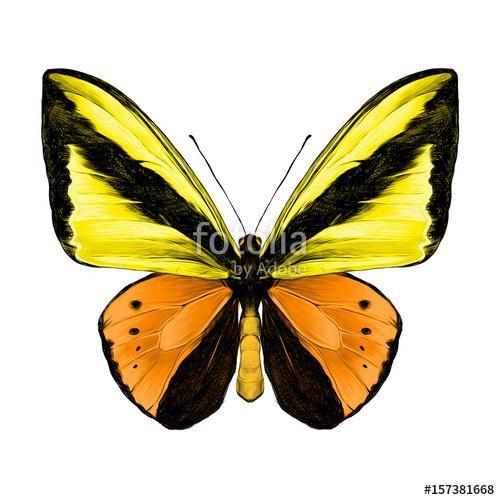 butterfly symmetric top view of orange and yellow flowers, sketc, Premium Kollekció