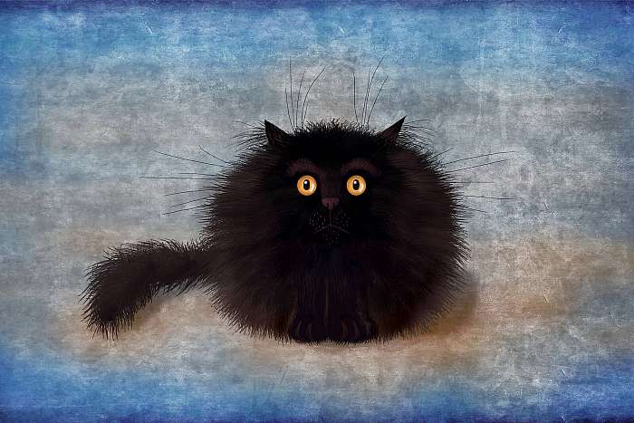 Fekete gombolyag cica, 