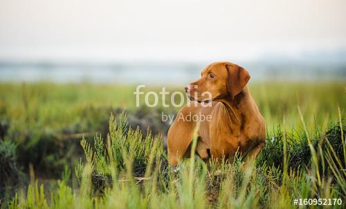 Vizsla dog standing in reeds, Premium Kollekció