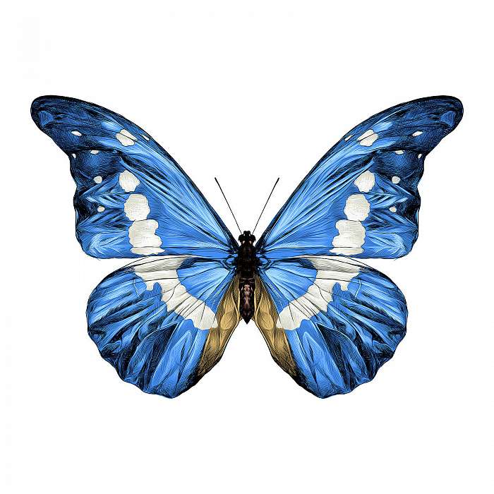 Kék pillangó, Partner Kollekció