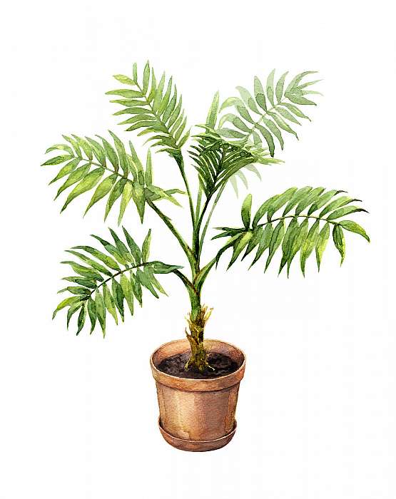 Palm in clay flowerpot., Premium Kollekció