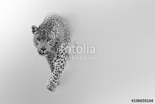 leopard walking out of the shadow into the light digital wildlife art white edition, Premium Kollekció