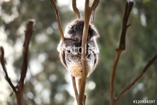 Ausztrál koalámpa aludni, Premium Kollekció