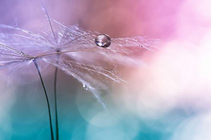 Water drop on a dandelion , colorful background with bokeh. beau, Premium Kollekció