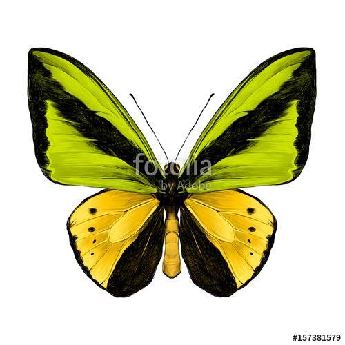 butterfly symmetric top view of green and yellow colors, sketch , Premium Kollekció