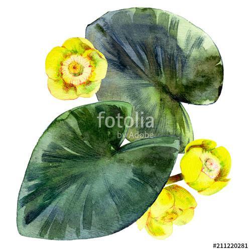 Isolated watercolor yellow water lilies and leaves., Premium Kollekció