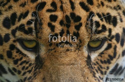 Jaguar head portrait, Premium Kollekció