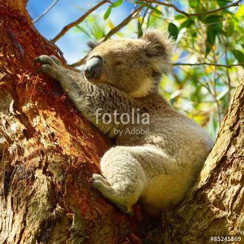 Koalas a Great Ocean Road mentén, Victoria, Ausztrália, Premium Kollekció