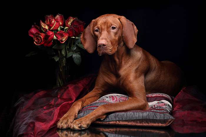 Gyönyörű Vizsla kutya egy csokor rózsával, Premium Kollekció