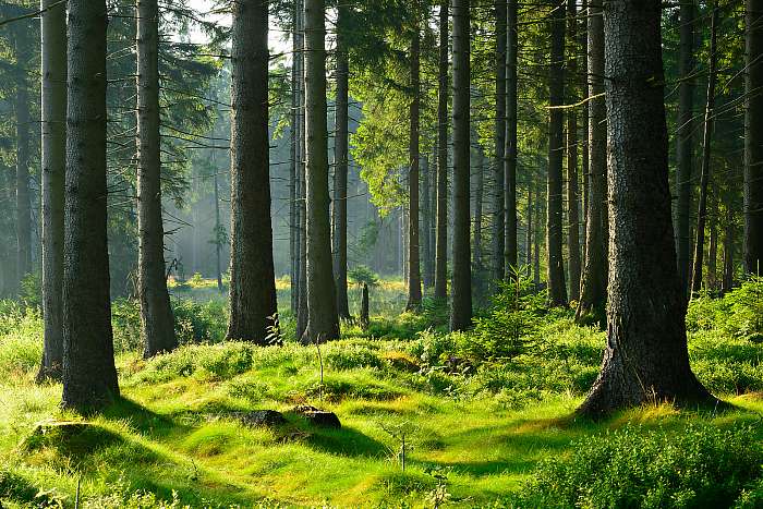 Érintetlen természetes erdei erdő a meleg reggeli fényben, Partner Kollekció