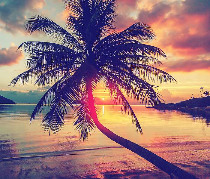 Magnificent beautiful bright tropical sunset, sun, palm tree, sa, Premium Kollekció