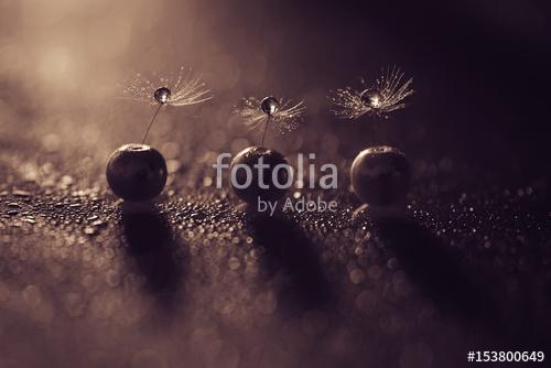 Macro of a dandelion in the pearl beads with drops of water, Premium Kollekció