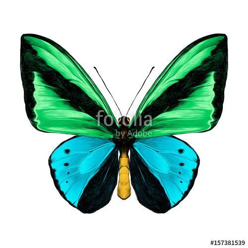 butterfly symmetric top view green and blue colors, sketch vecto, Premium Kollekció