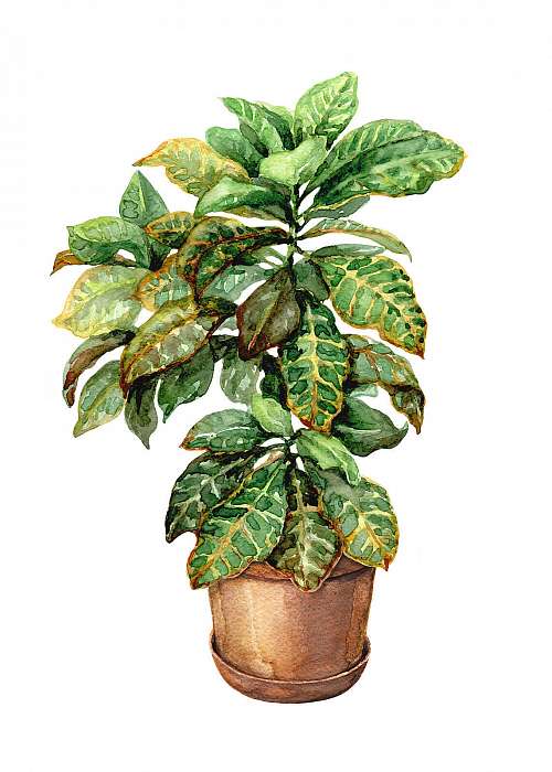 Croton in clay flowerpot., Premium Kollekció