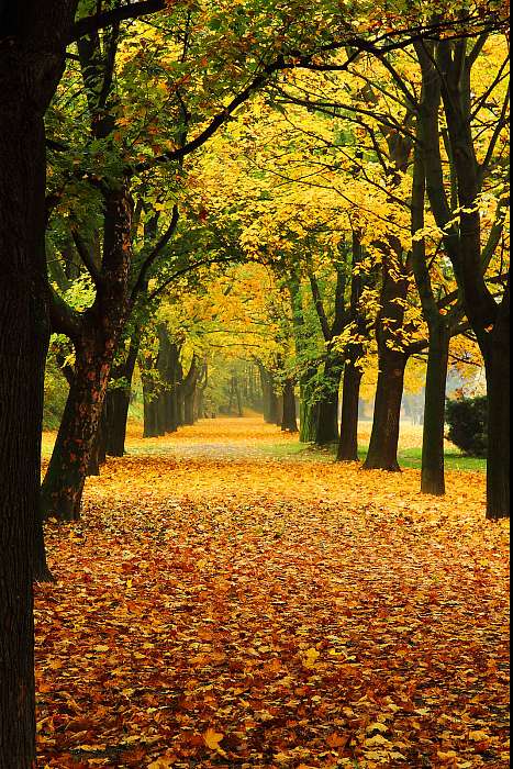 narancssárga ősz a parkban, Premium Kollekció