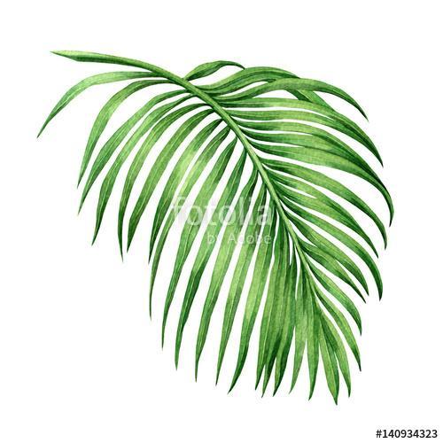Watercolor painting palm leaf, green leave isolated on white bac, Premium Kollekció