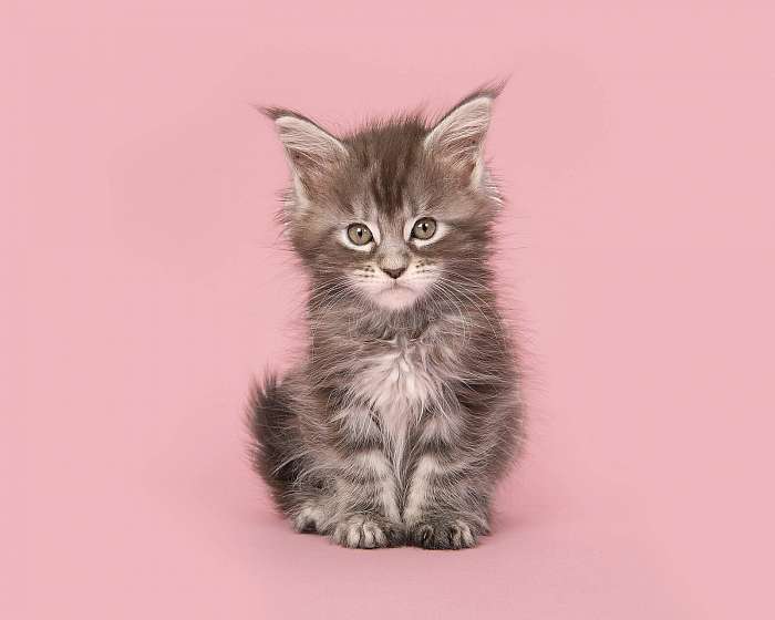 Aranyos fülbevaló baba cica macska ül egy rózsaszín háttér, Premium Kollekció