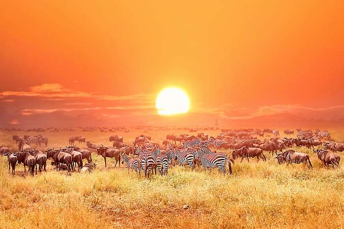 Zebrák és antilopok az afrikai nemzeti parkban. Napnyugta., Premium Kollekció