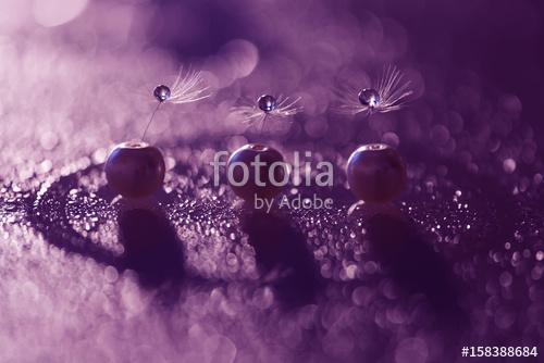 Dandelion seeds with water drops and beautiful shades,Dandelion , Premium Kollekció