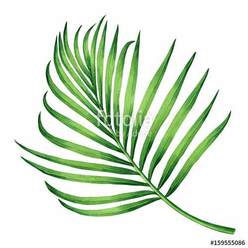 Watercolor painting coconut, palm leaf,green leaves isolated on , Premium Kollekció