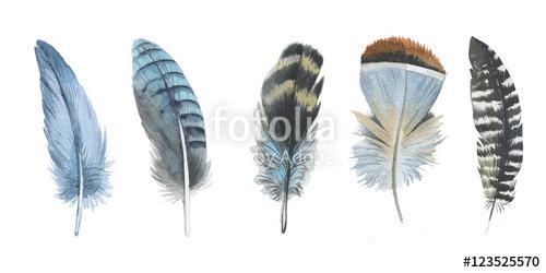 Watercolor bird feather from wing isolated. Aquarelle feather fo, Premium Kollekció