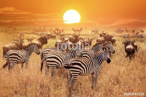 Zebra a naplementében a Serengeti Nemzeti Parkban. Afrika. Tanzá, Premium Kollekció