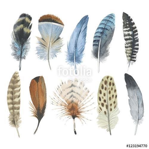 Watercolor bird feather from wing isolated. Aquarelle wild flowe, Premium Kollekció