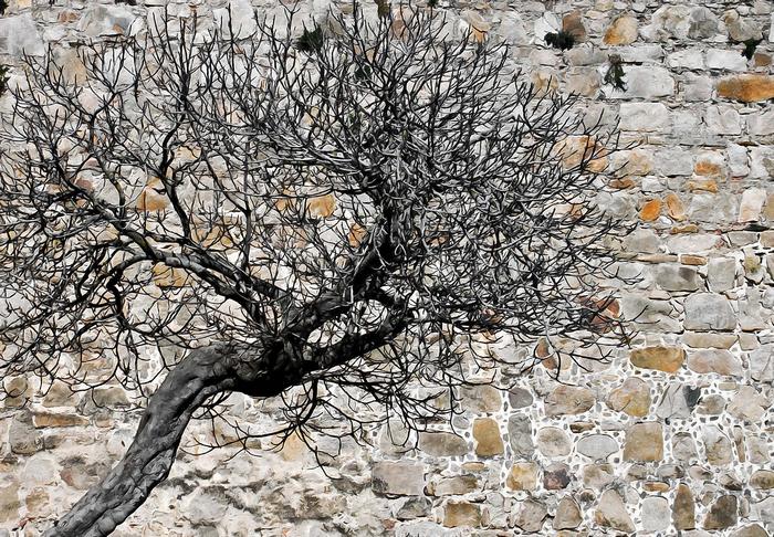 Pihenő fa a kőfal előtt (festményhatású kép), 