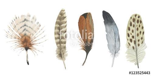 Watercolor bird feather from wing isolated. Aquarelle feather fo, Premium Kollekció