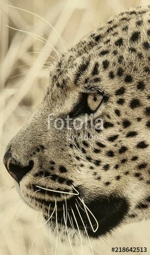 Ritratto di leopardo, Premium Kollekció