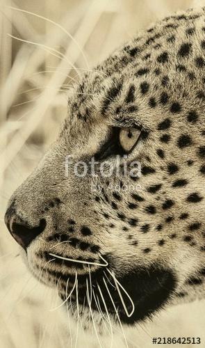 Ritratto di leopardo, Premium Kollekció