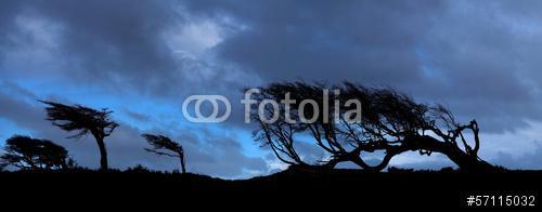 Fák a Tierra del Fuego-ban, Patagónia, Argentína, Premium Kollekció