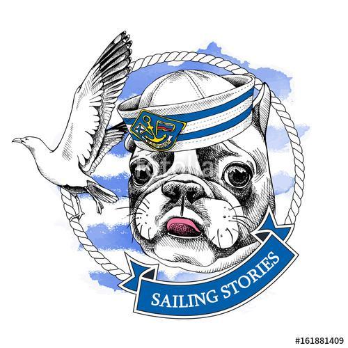 French bulldog portrait in a sailor's cap and with seagull on bl, Premium Kollekció