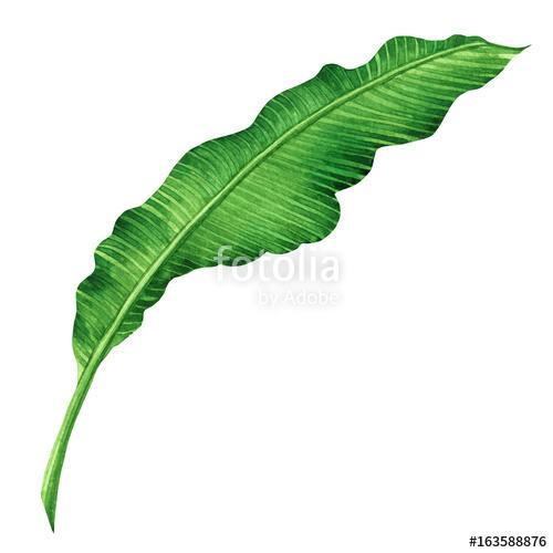 Watercolor painting green leaves isolated on white background.Wa, Premium Kollekció